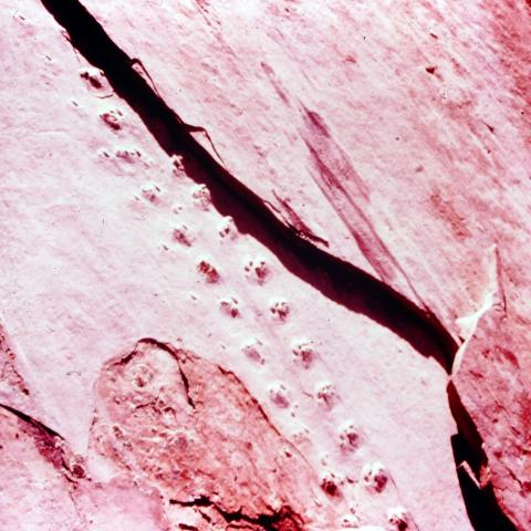Trace fossils in the Permian Coconino Sandstone